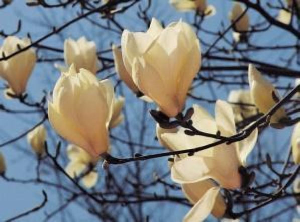 Dlaczego magnolia nie kwitnie?