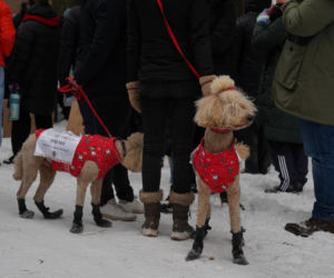 Schronisko dla psów w Sobolewie zamknięte. Jeszcze w sobotę, 24 stycznia, protestowali pod nim mieszkańcy [ZDJĘCIA].