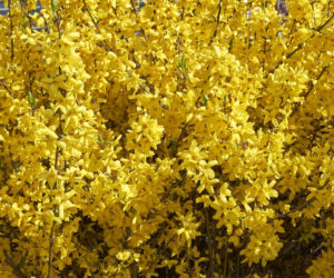 Forsycje już kwitną!  Jak dbać o te piękne, żółte krzewy?