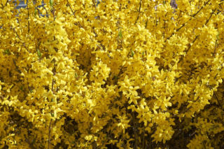 Forsycje już kwitną!  Jak dbać o te piękne, żółte krzewy?