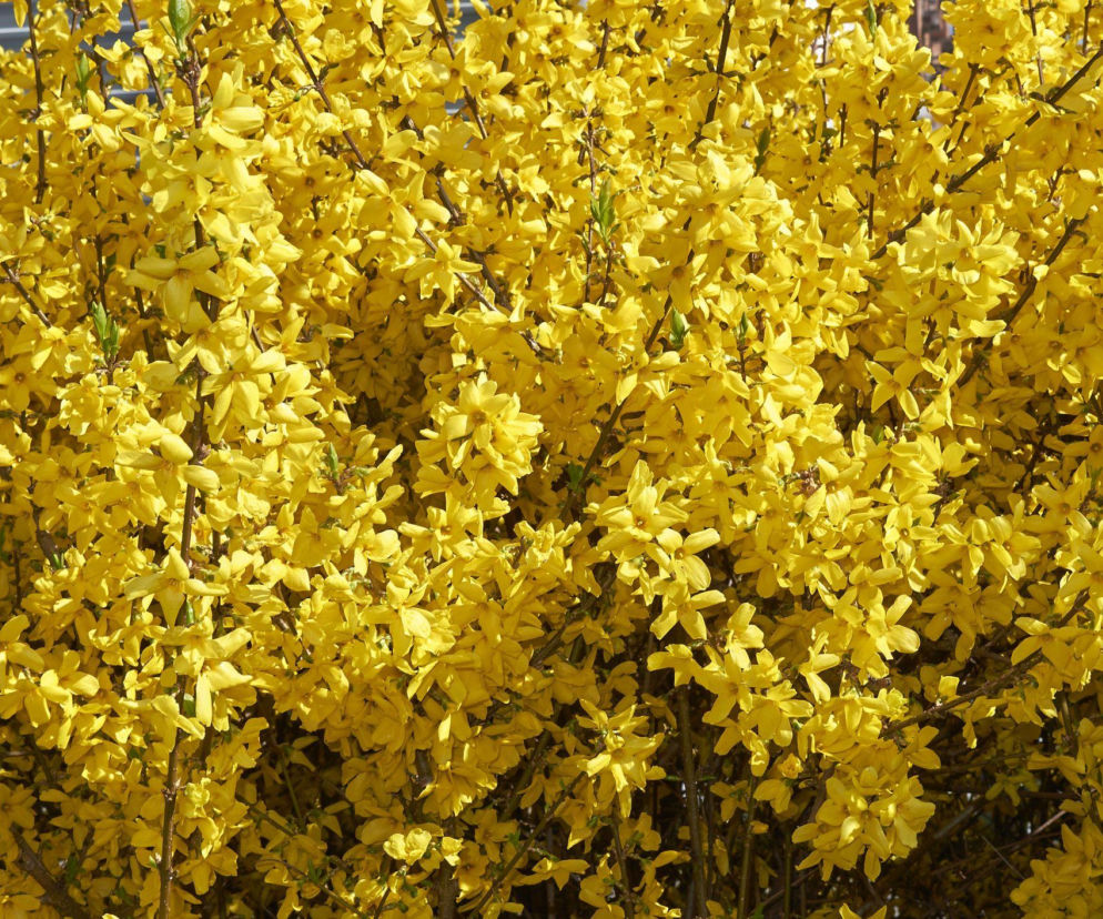 Forsycje już kwitną!  Jak dbać o te piękne, żółte krzewy?