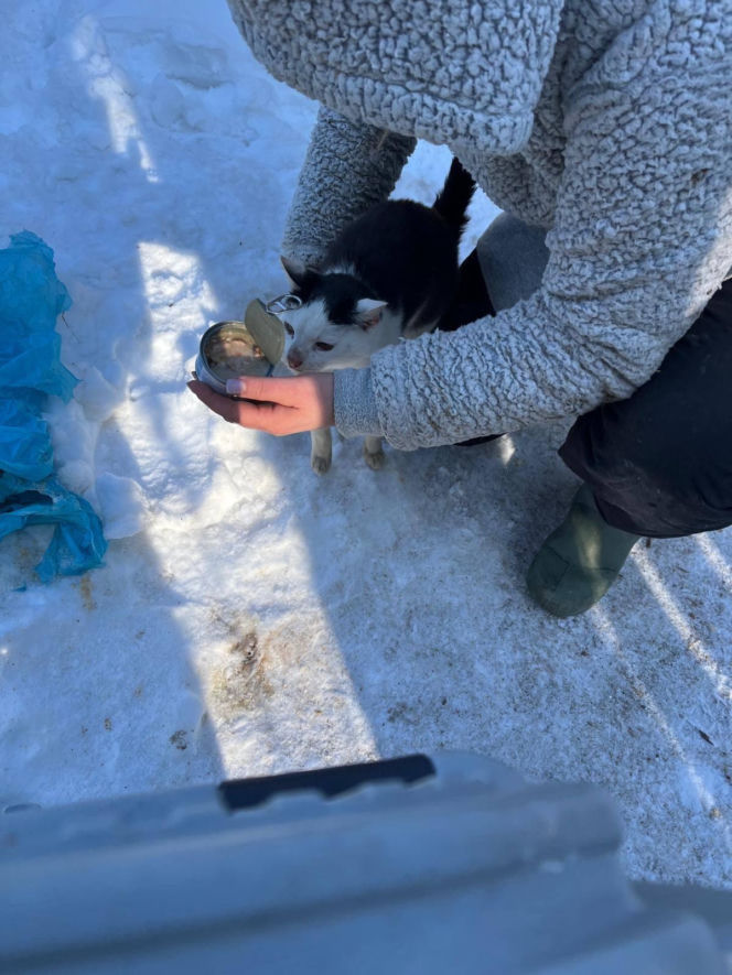 Interwencja w gminie Brody. Pies zamarzł na łańcuchu przywiązany do fotela. „Ludzie to potwory”