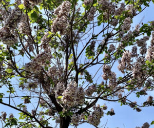 Paulownia