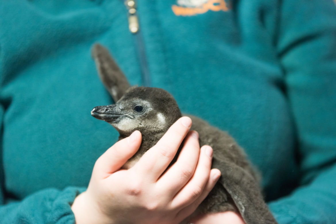 Nowy pingwin we wrocławskim zoo