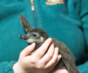 Nowy pingwin we wrocławskim zoo