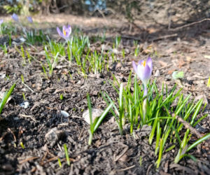 Wiosna coraz śmielej daje o sobie znać! Krokusy kwitną, pszczoły ruszyły do pracy