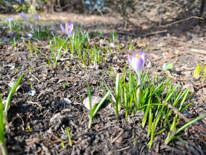 Wiosna coraz śmielej daje o sobie znać! Krokusy kwitną, pszczoły ruszyły do pracy