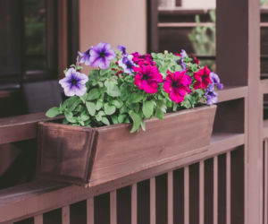 Petunia