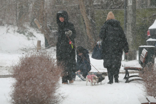 Marta Kaczyńska z synem i psami na sankach w lesie