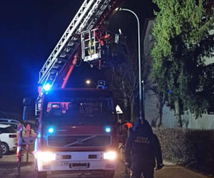 Kot utknął wysoko na drzewie. Spektakularna akcja służb w Ostrowie!