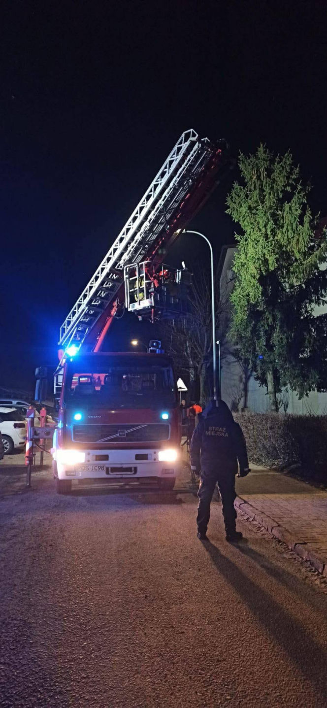 Kot utknął wysoko na drzewie. Spektakularna akcja służb w Ostrowie!