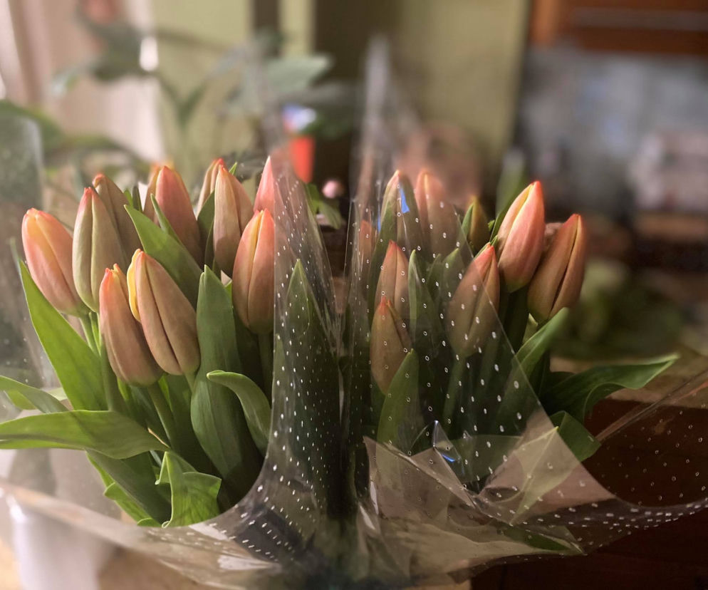 Tulipany 
