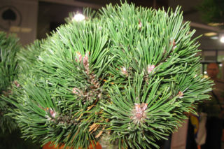 Sosna górska (kosodrzewina) 'Sherwood Compact' - Pinus mugo 'Sherwood Compact'