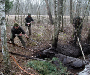 Wyciągnęli klępę z podlaskiego bagna