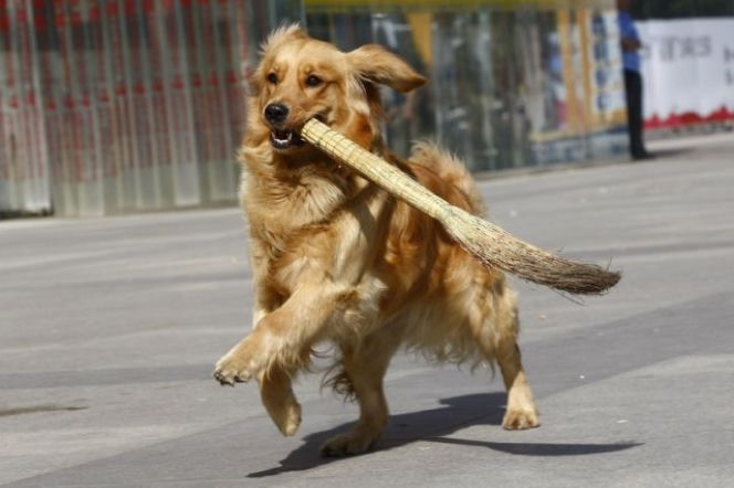 golden retriever, pies