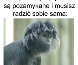 Data otwarcia salonów fryzjerskich. Zobacz najzabawniejsze memy!