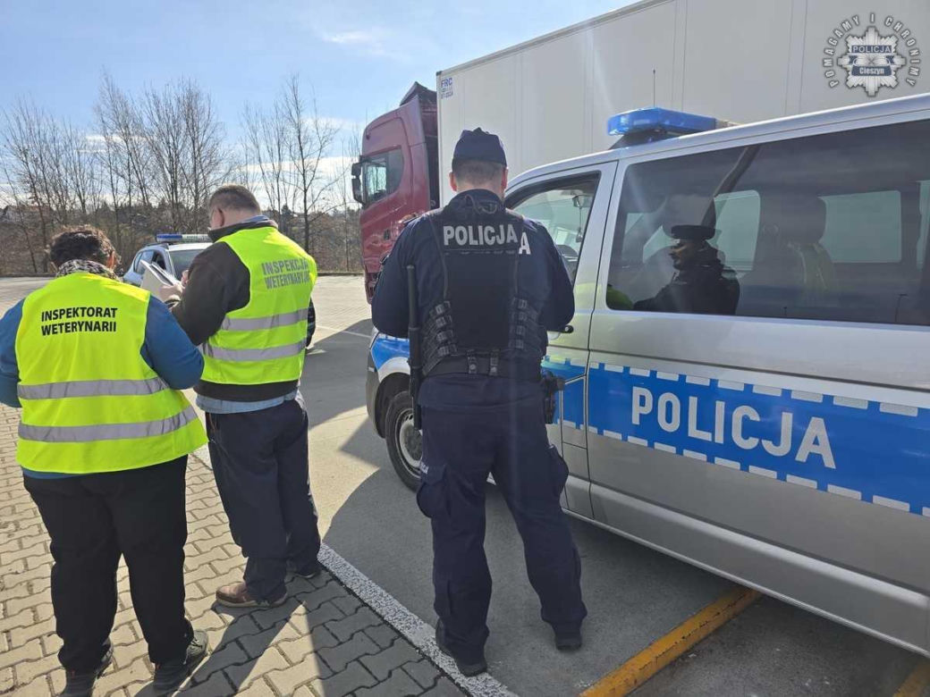  Śląskie: Pryszczyca atakuje! Kontrole na granicy z Czechami zaostrzone
