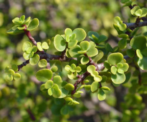 Portulacaria afra
