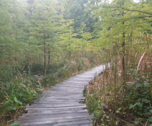 Arboretum Bolestraszyce