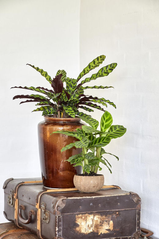 Kalatea falistolistna (Calathea rufibarba)