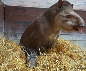 Mała Sara z wrocławskiego zoo