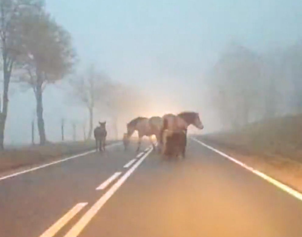 Wystraszył je huk petard. Konie, kucyki i osioł zabłąkane na środku drogi