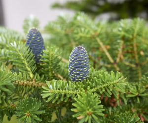 Jodła balsamiczna