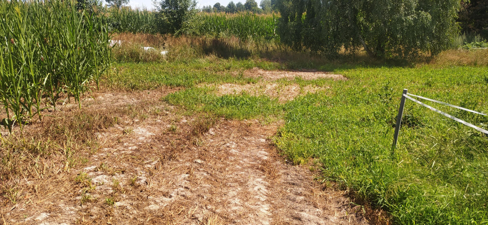 Psy rozszarpały mojego brata! Krwawy horror na Lubelszczyźnie