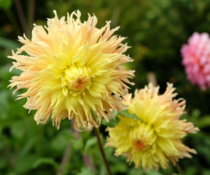 Dalia 'Mingus Joshua'