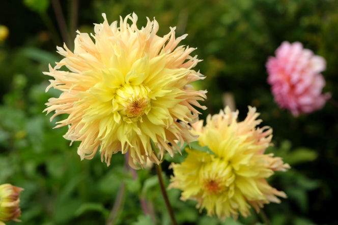 Dalia 'Mingus Joshua'