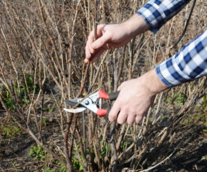 Kiedy i jak przycinać porzeczki? Sprawdź, by nie popełnić błędu