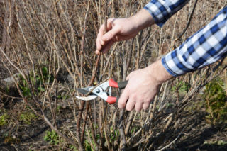 Nie tnij wszystkich porzeczek tak samo. To kluczowy błąd! Sprawdź, czy go nie popełniasz