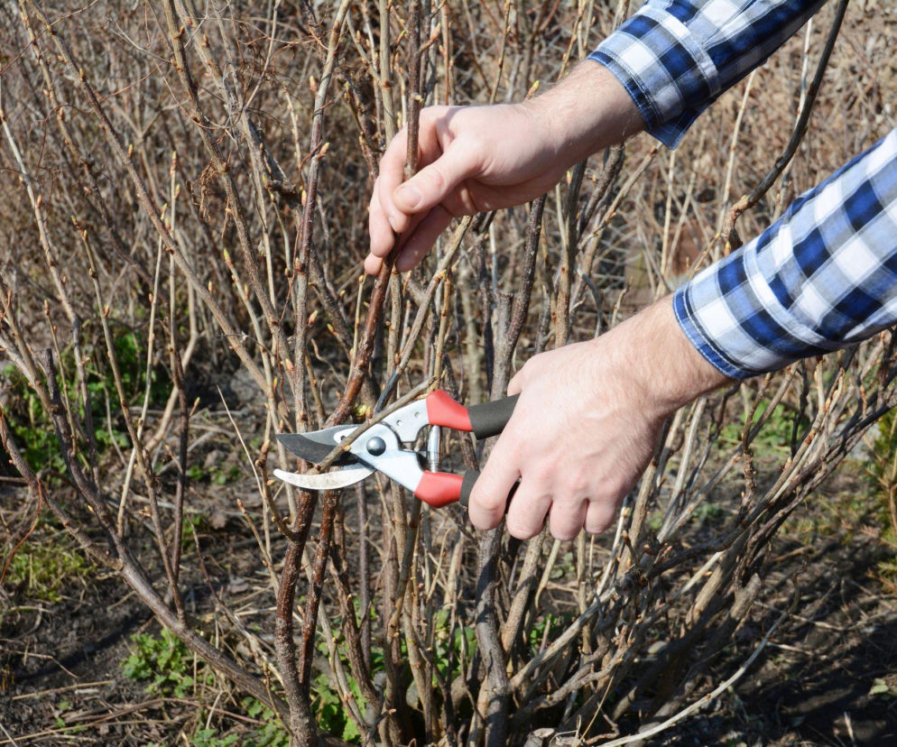 Kiedy i jak przycinać porzeczki? Sprawdź, by nie popełnić błędu