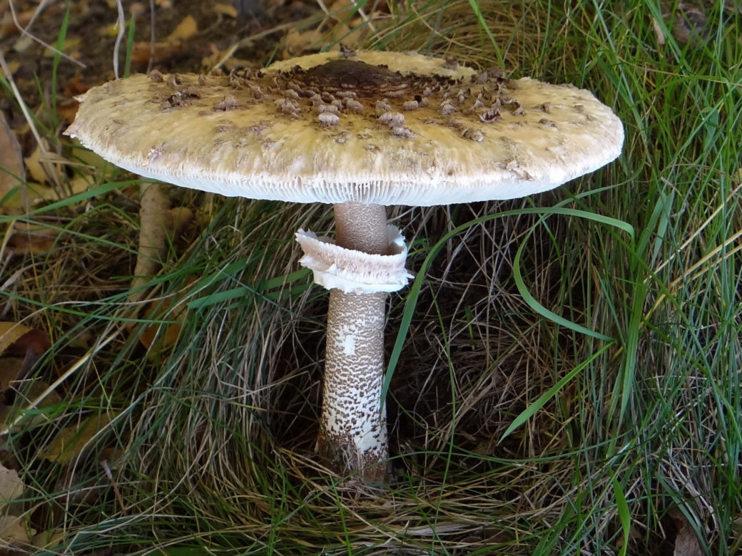 Grzyby w kujawsko-pomorskim