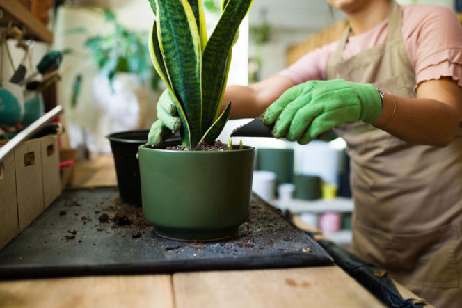 Przesadzanie sansewierii