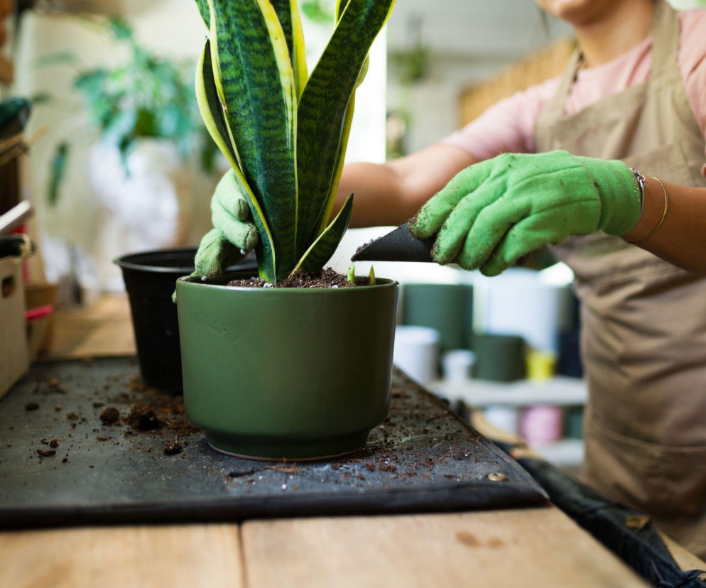 Przesadzanie sansewierii