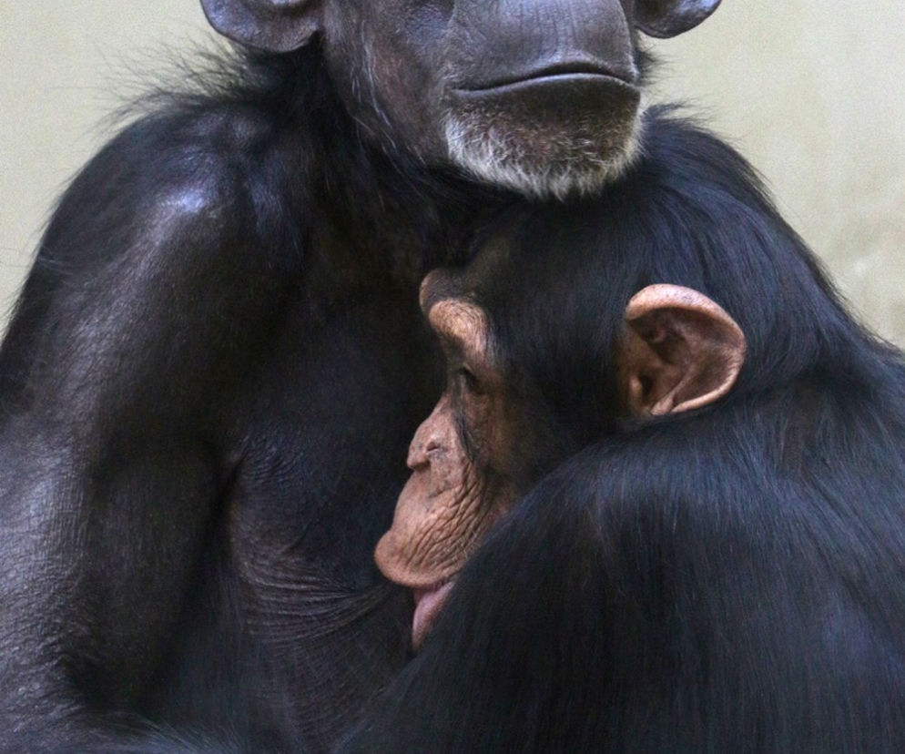 Żałoba w gdańskim ZOO odeszła szympansica Kasia