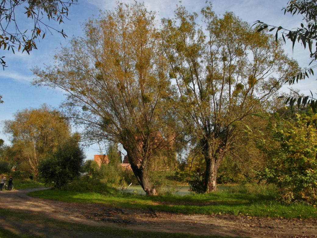 Brochów
