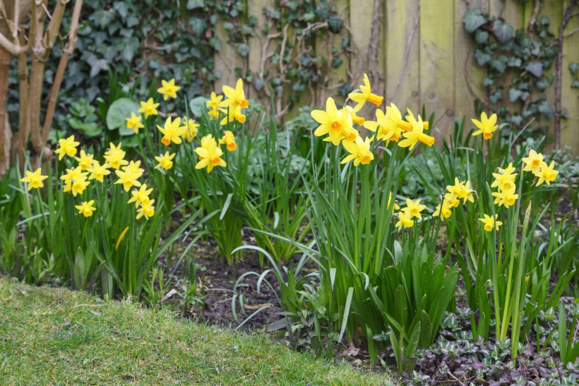 Narcyzy (Narcissus)