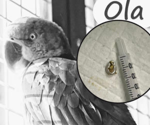 Smutne wieści z papugarni. „Ola bardzo chciała żyć”. Zawinili ludzie