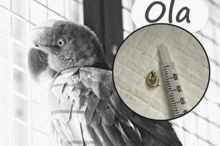 Smutne wieści z papugarni. „Ola bardzo chciała żyć”. Zawinili ludzie