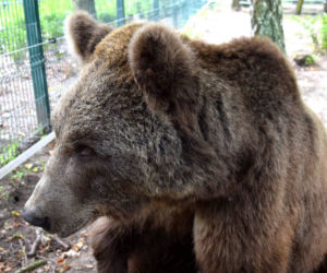 Niedźwiedź Baloo z poznańskiego zoo