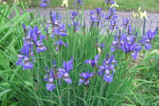 Kosaciec syberyjski - Iris sibirica