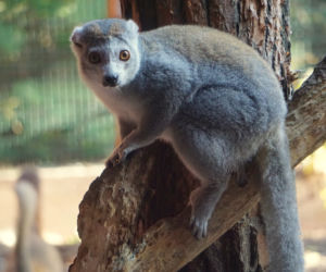 Lemury koroniaste we wrocławskim zoo