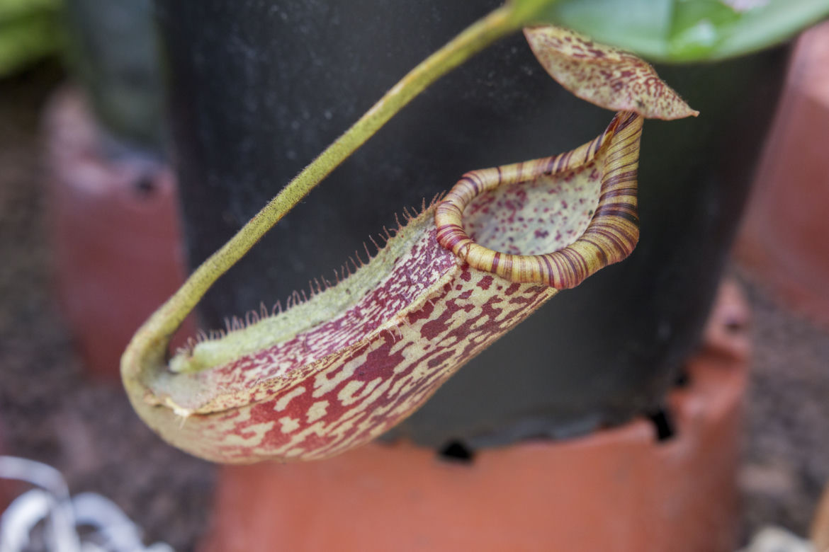 Wystawa Roślin Owadożernych w Ogrodzie Botanicznym