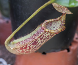Wystawa Roślin Owadożernych w Ogrodzie Botanicznym