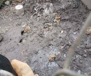 Interwencja OTOZ Animals w Suchym Dębie