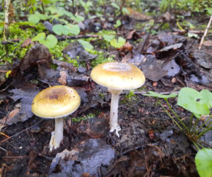 TEN ZABÓJCZY GRZYB jest często mylony z pieczarką. Lasy Państwowe ostrzegają! [ZDJĘCIA]