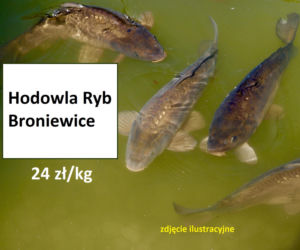 Ile kosztuje kilogram żywego karpia z wody od lokalnych hodowców?