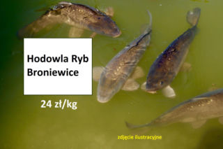 Ile kosztuje kilogram żywego karpia z wody od lokalnych hodowców?